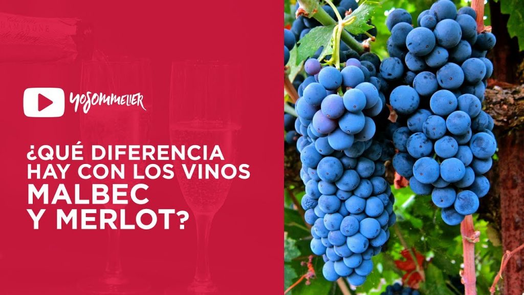 ¿Cuál es la diferencia entre un vino y otro?