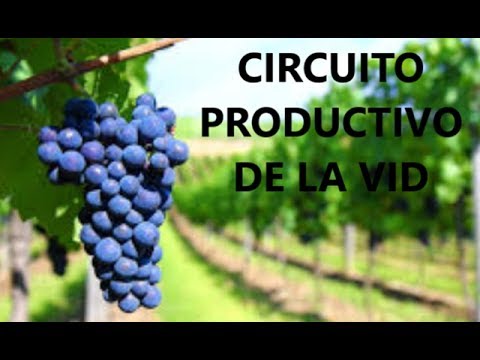 ¿Cuáles son las etapas del circuito productivo vitivinicola?