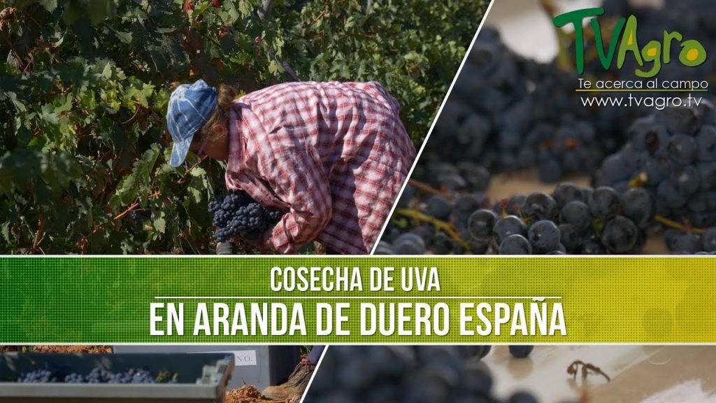 ¿Dónde se cultiva la uva en España?