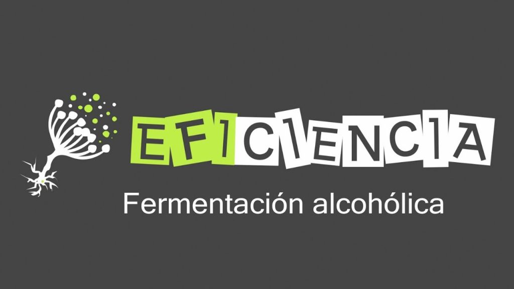 ¿Qué es el proceso de fermentación alcohólica?