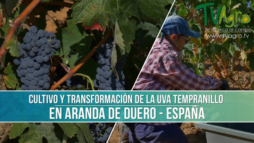¿Qué tipo de uva es Ribera del Duero?